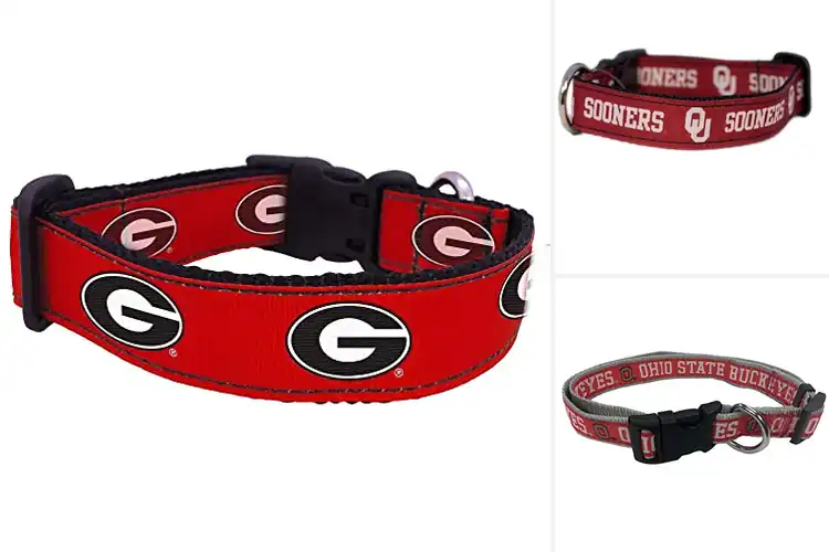 Detailed view of Best College Dog Collars