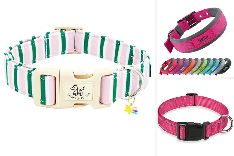 Detailed view of Best WSF Dog Collars: Durable, Stylish, Easy to Use